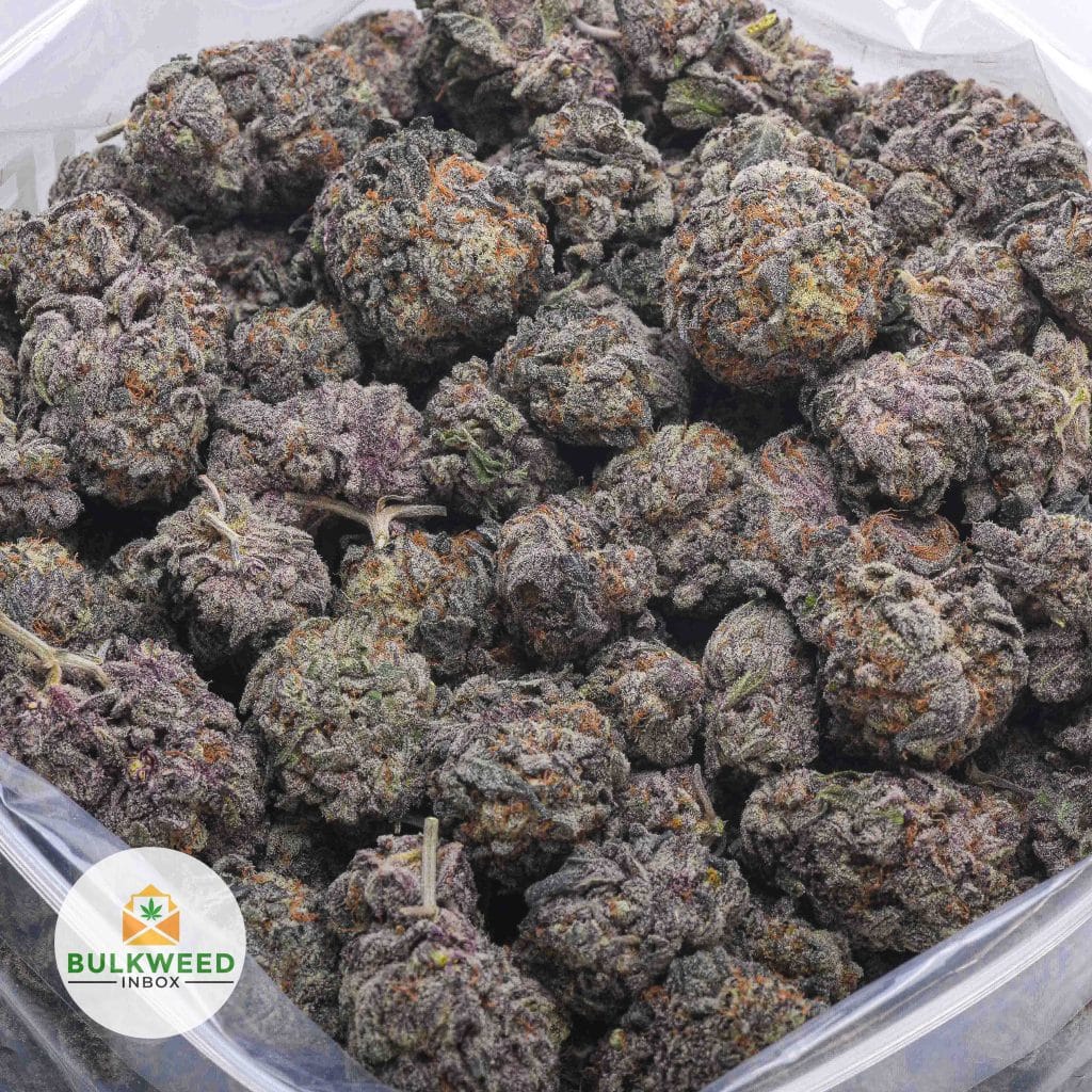 PURPLE-CHAMPAGNE-AAAA