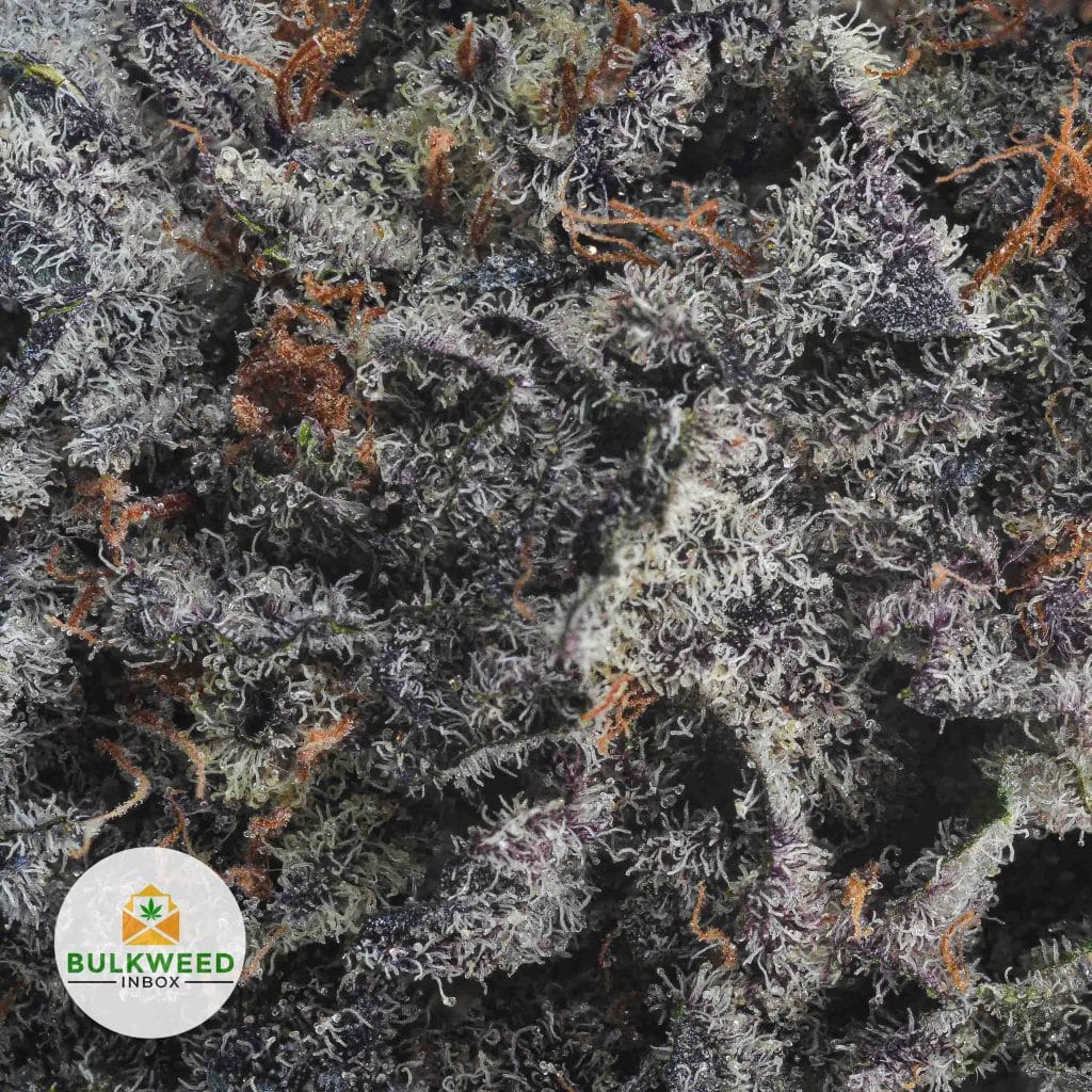 PURPLE-CHAMPAGNE-AAAA2