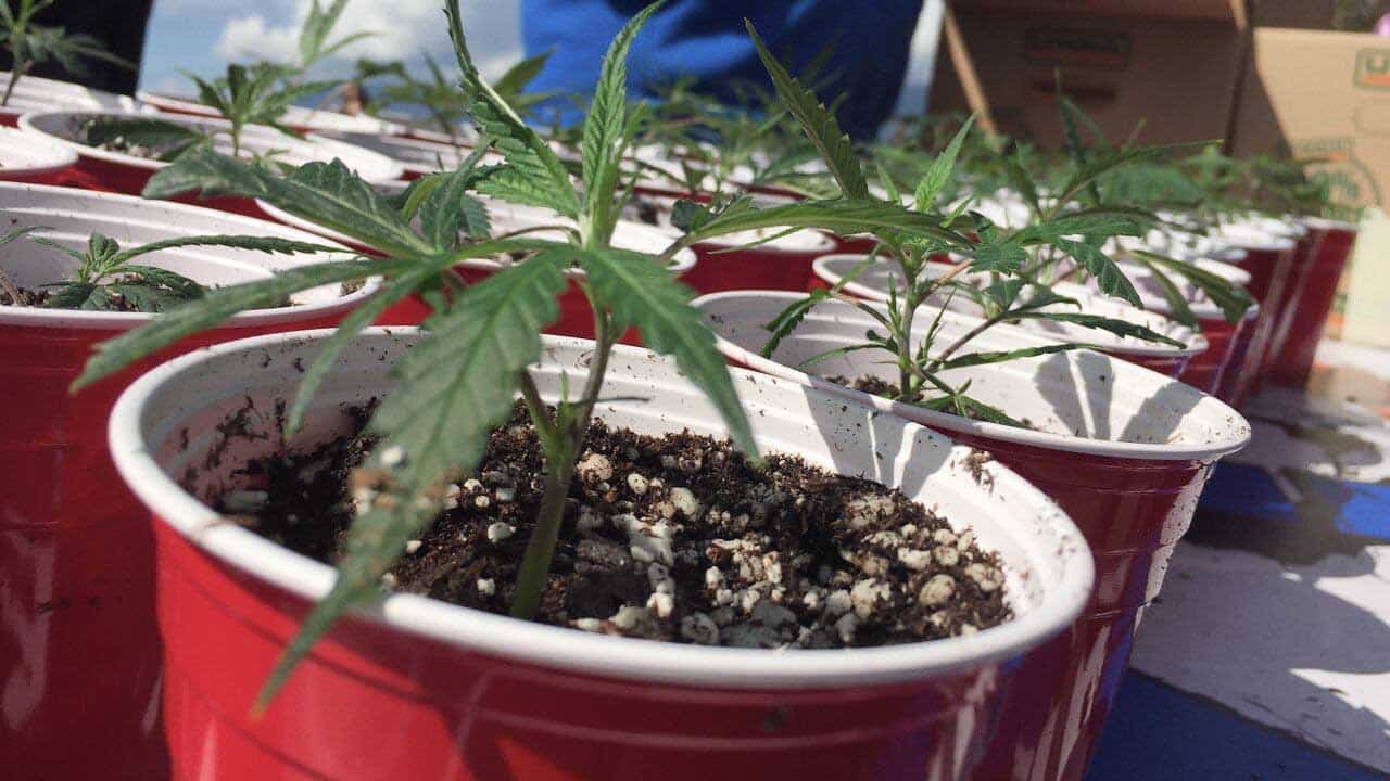 thc-beverages-edibles-420-party