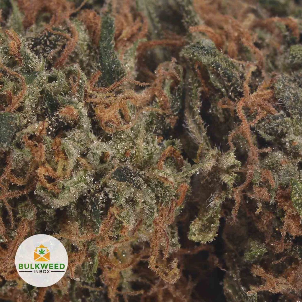BANANA-KUSH-2
