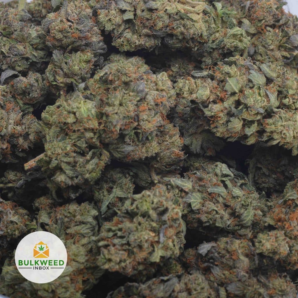 BLACK-TUNA-5