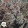CRITICAL-MASS-2