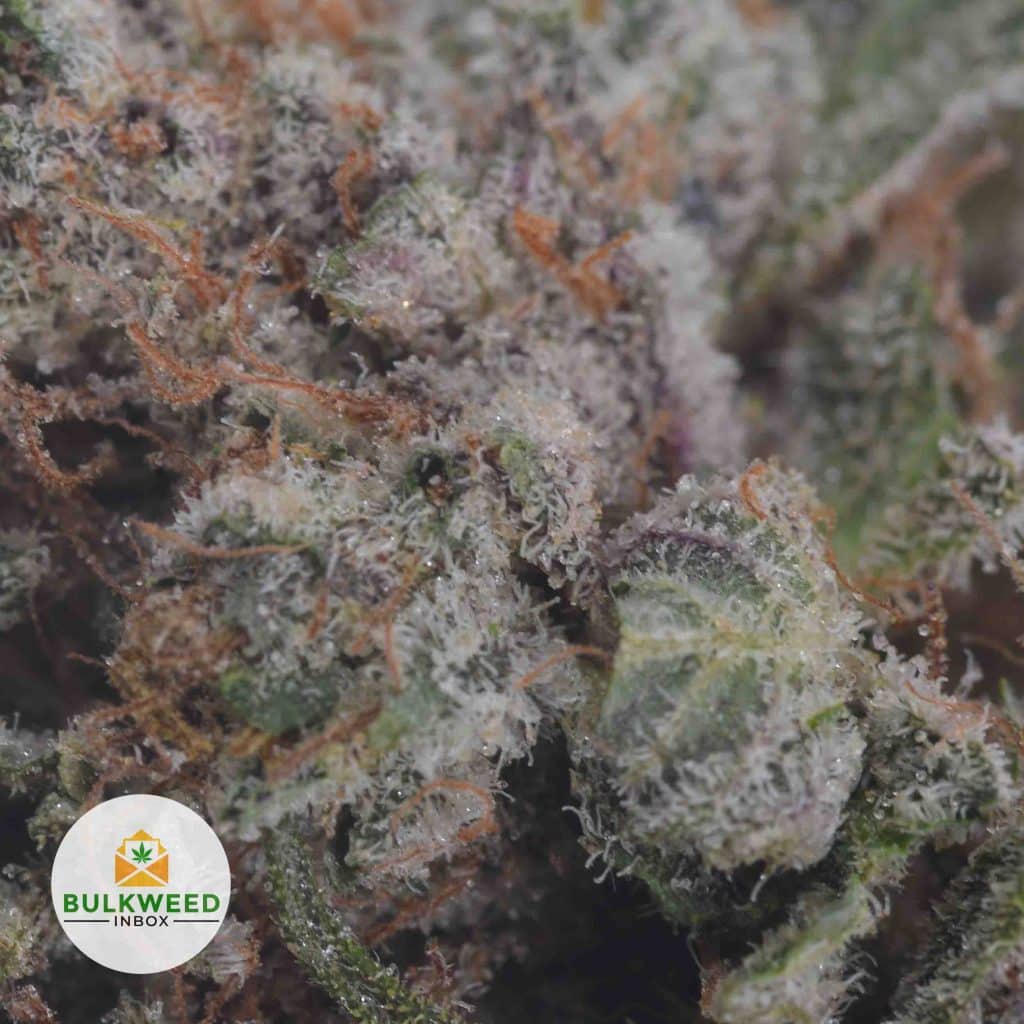 CRITICAL-MASS-2