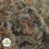 DUTCHBERRY-2
