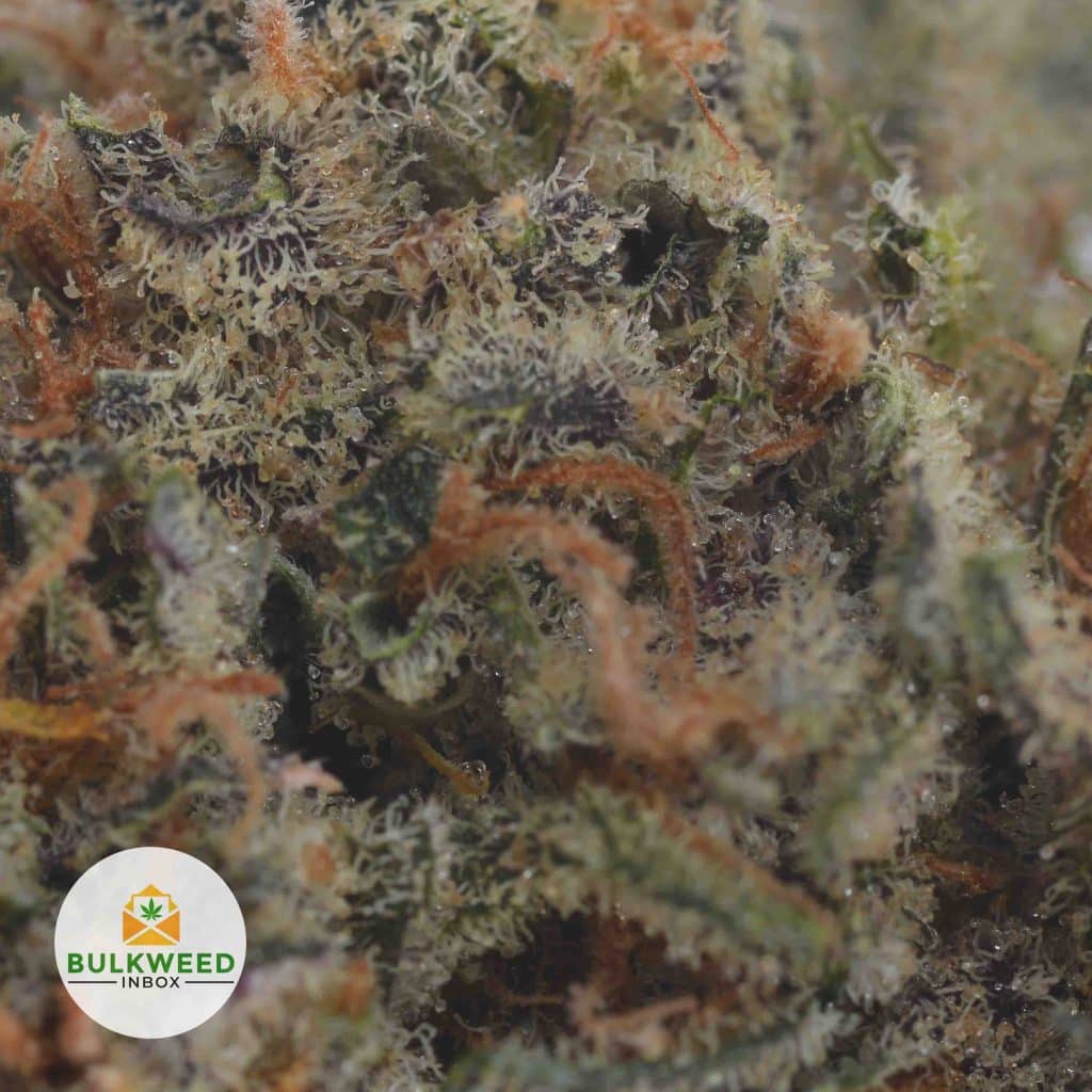 DUTCHBERRY-2