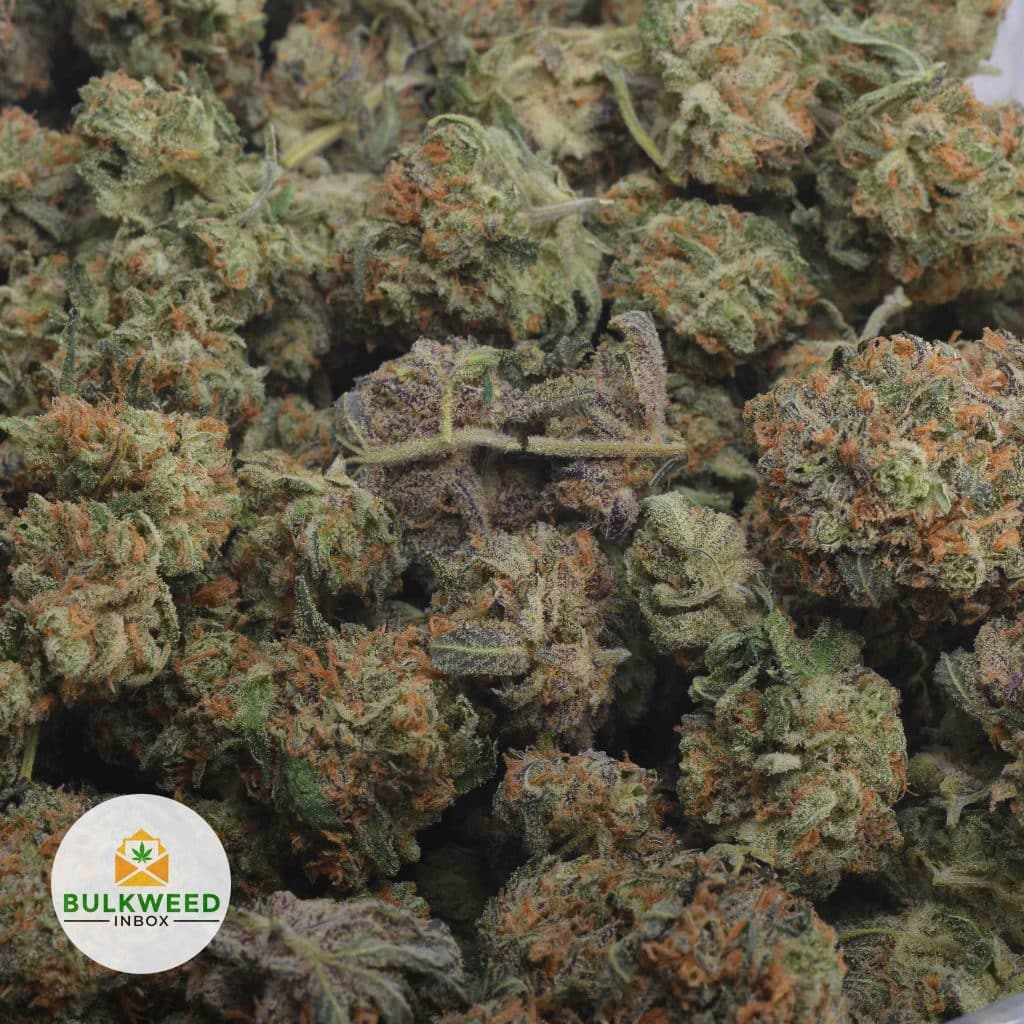 DUTCHBERRY-3