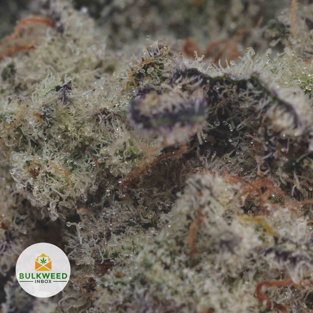 FROSTED-FRUIT-CAKE-2