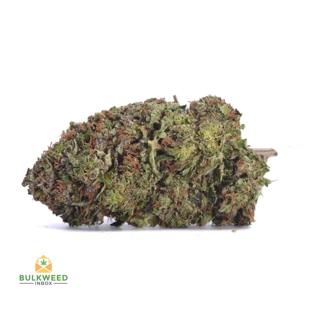 JEDI-KUSH-1