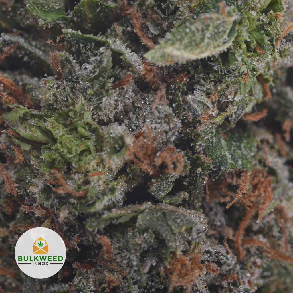 JEDI-KUSH-3
