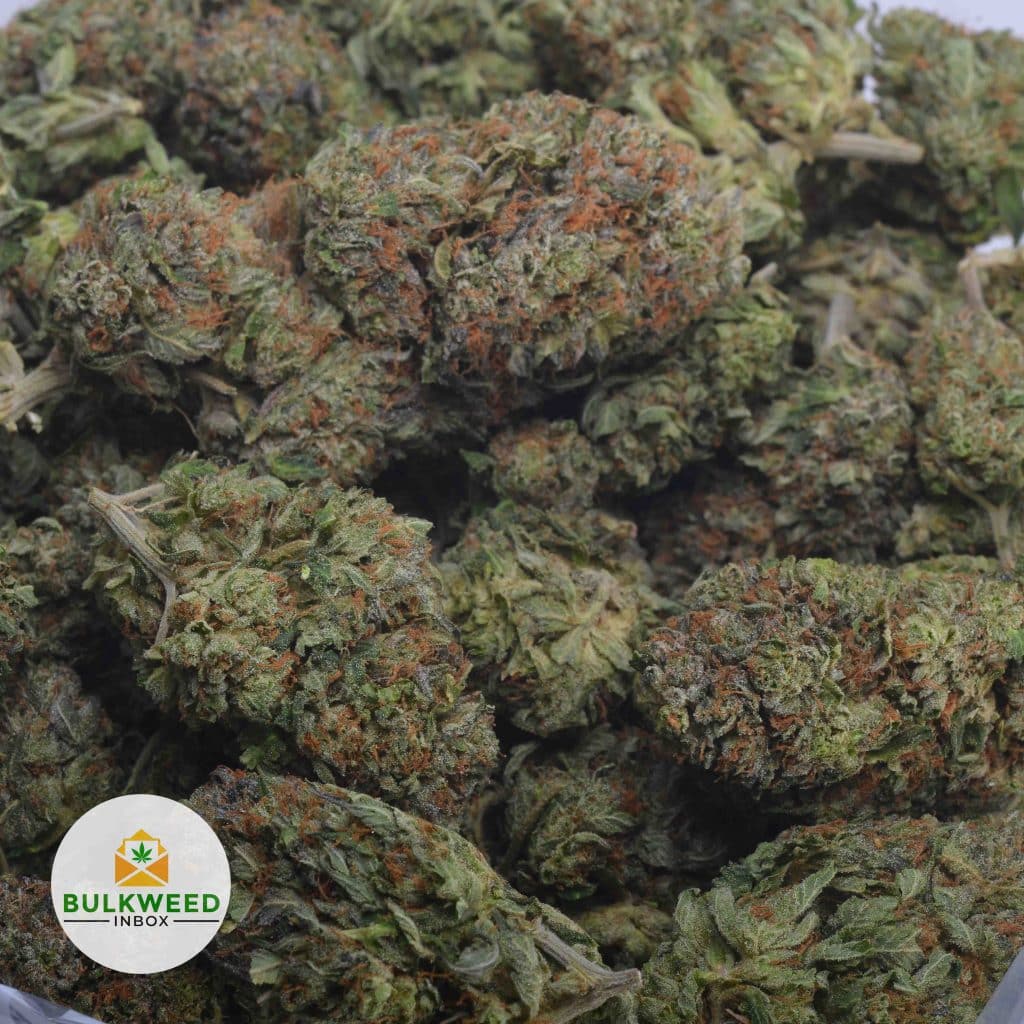 JEDI-KUSH-4