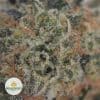 JUICY-FRUIT-2