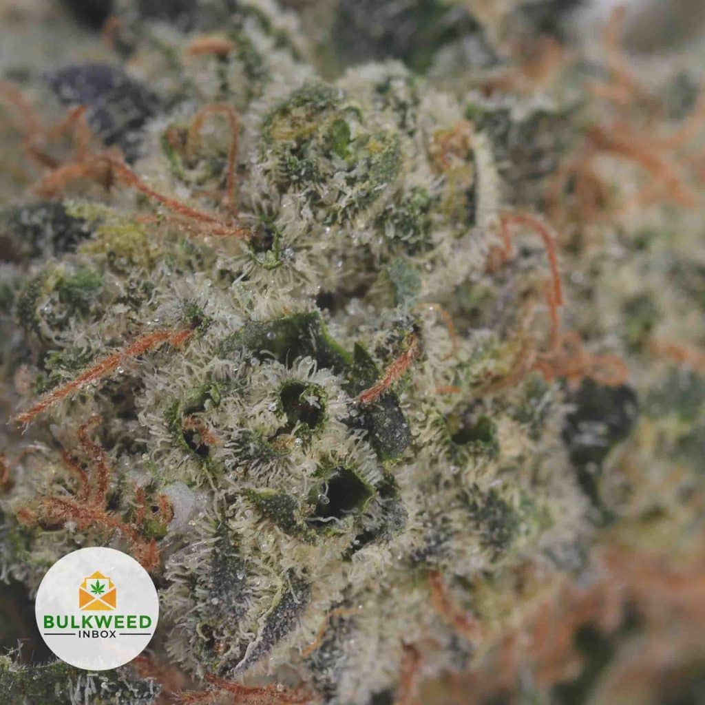 JUICY-FRUIT-2