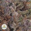 MENDOCINO-PURPS-2