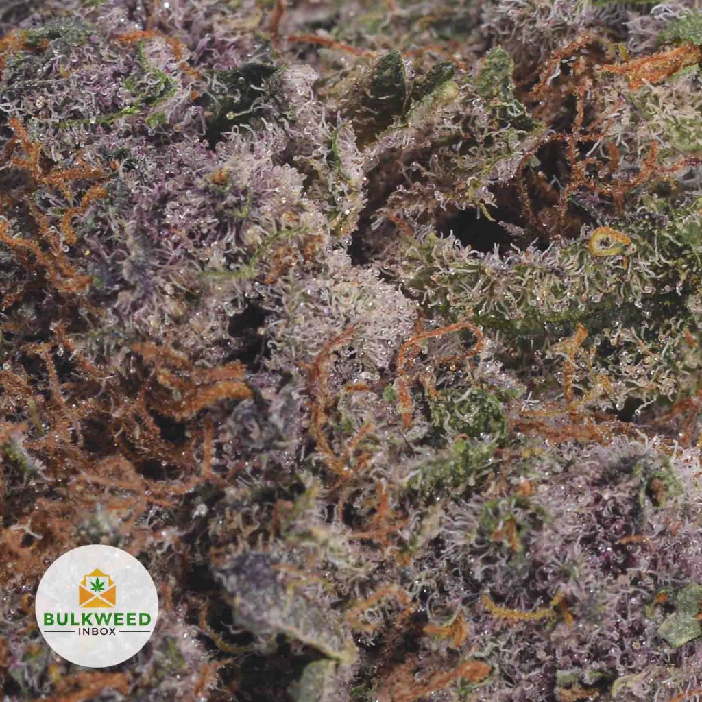 MENDOCINO-PURPS-2