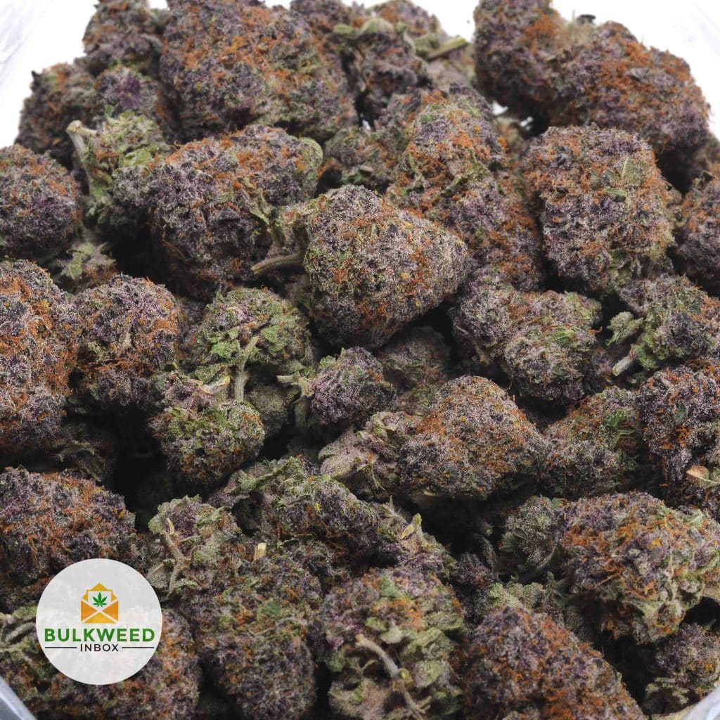 MENDOCINO-PURPS-3