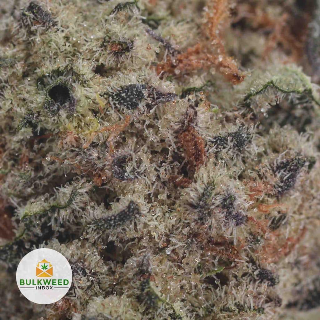 OG-KUSH