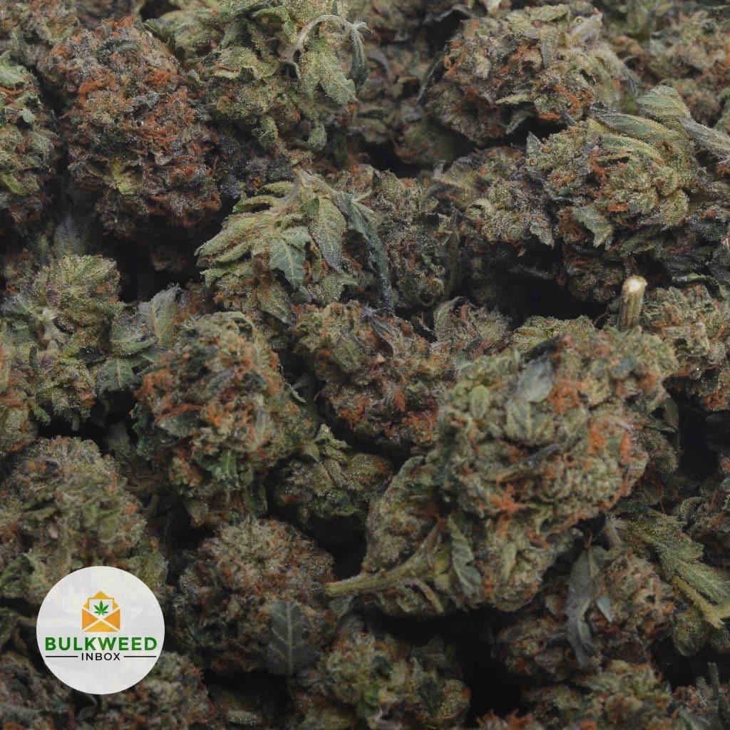 PINK-BUBBA-3
