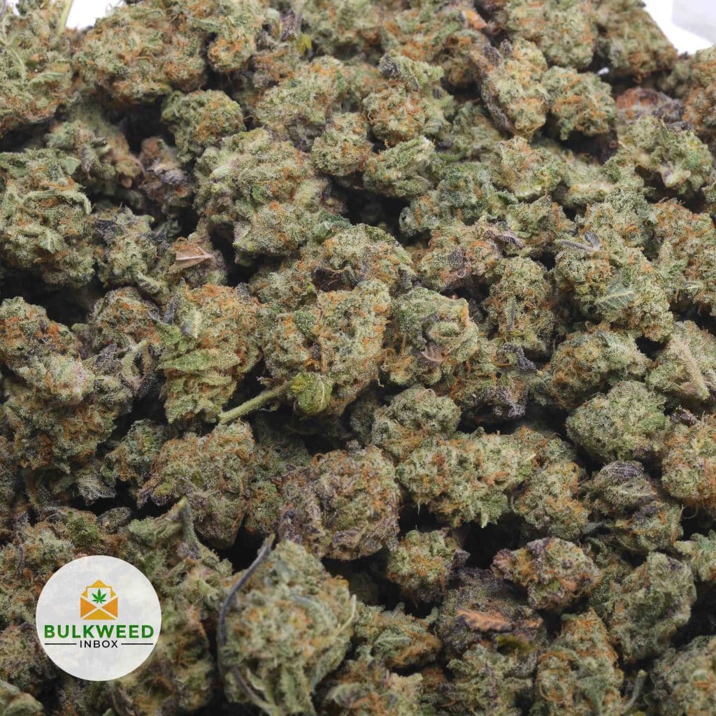 PURPLE-HAZE-3
