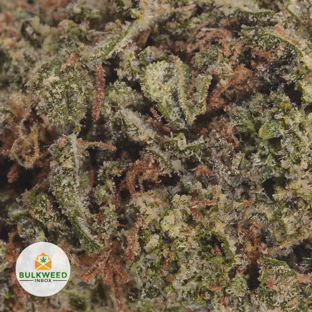 PURPLE-URKLE-2