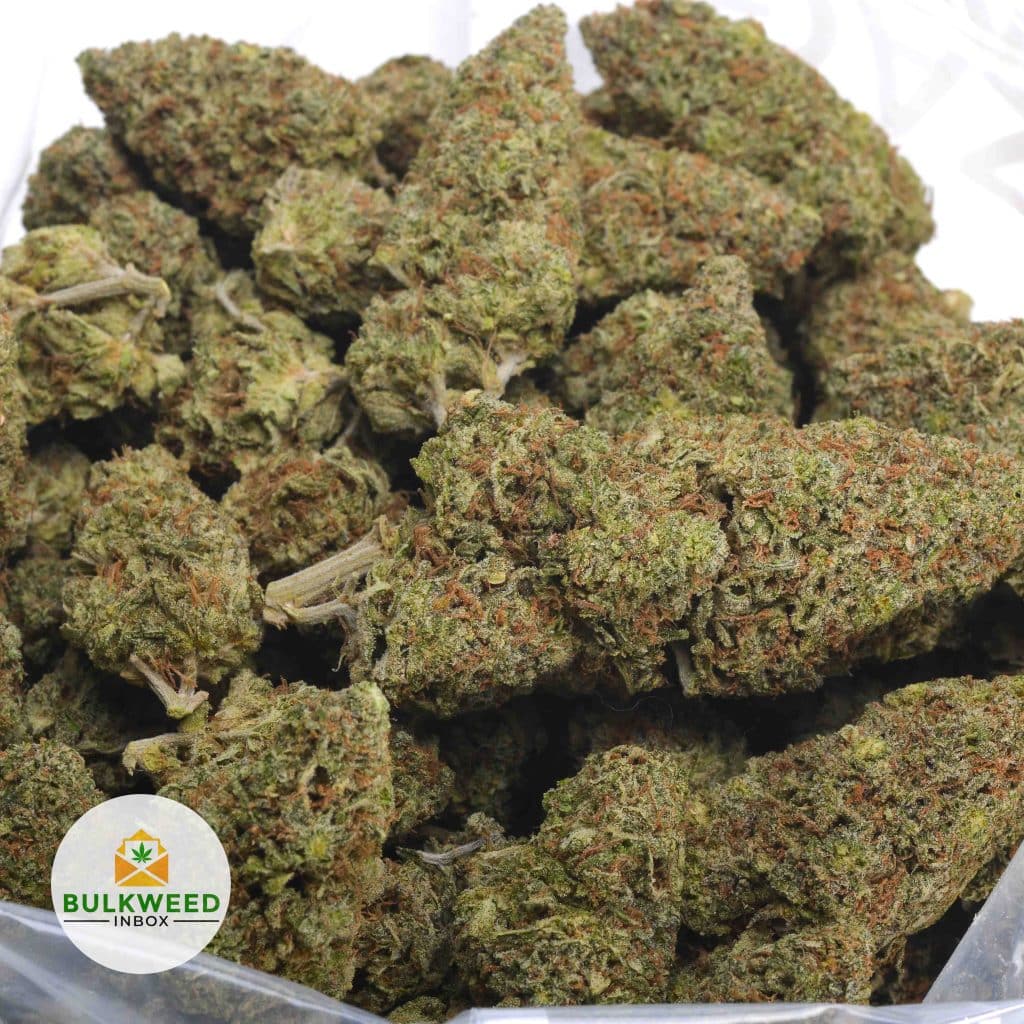 PURPLE-URKLE-3