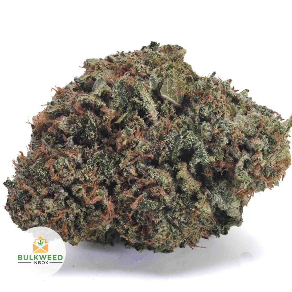 ROCKSTAR-AAA1-2