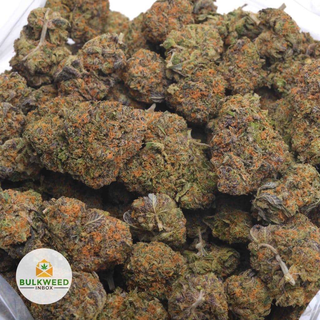 SUPER-SKUNK-3