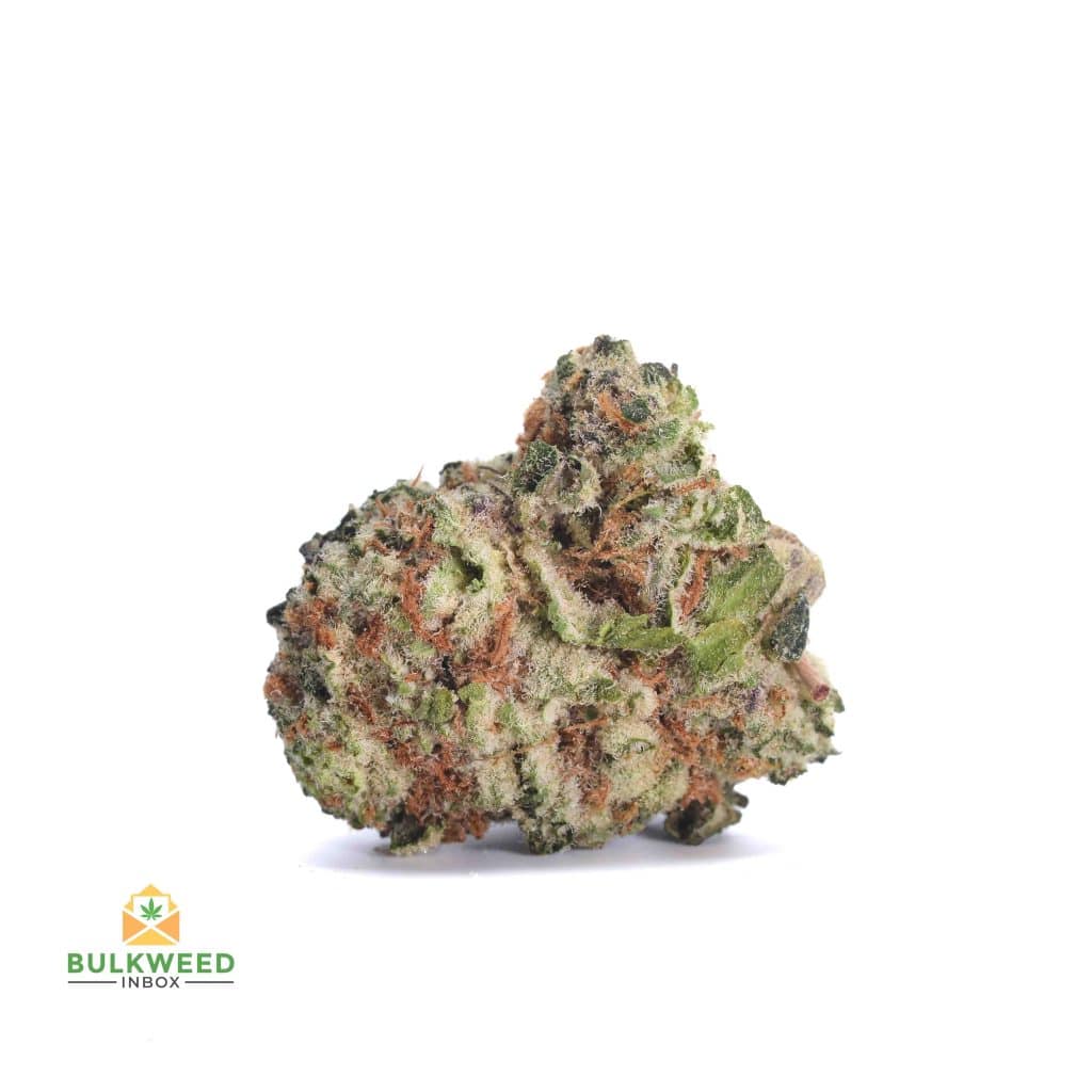 WHITE-RHINO
