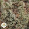 WHITE-RHINO-2