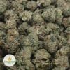 WHITE-RHINO-3