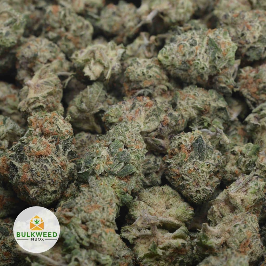 WHITE-RHINO-3