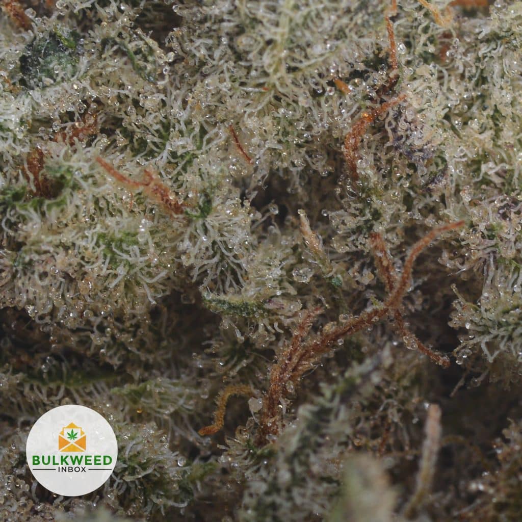 WHITE-WIDOW-3
