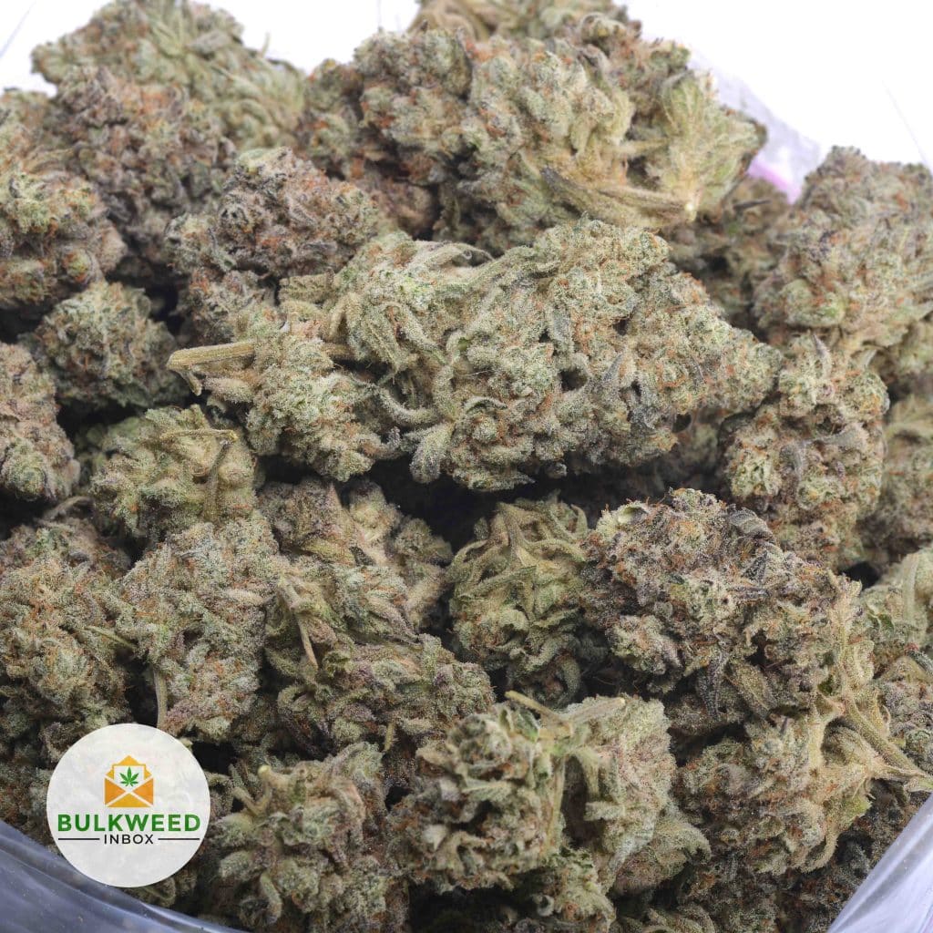 WHITE-WIDOW-4