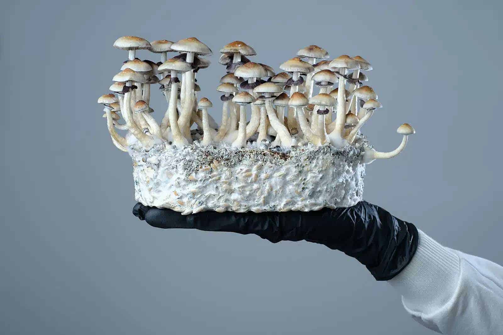 canadian-wellness-shroom-edibles-lifestyle.jpg