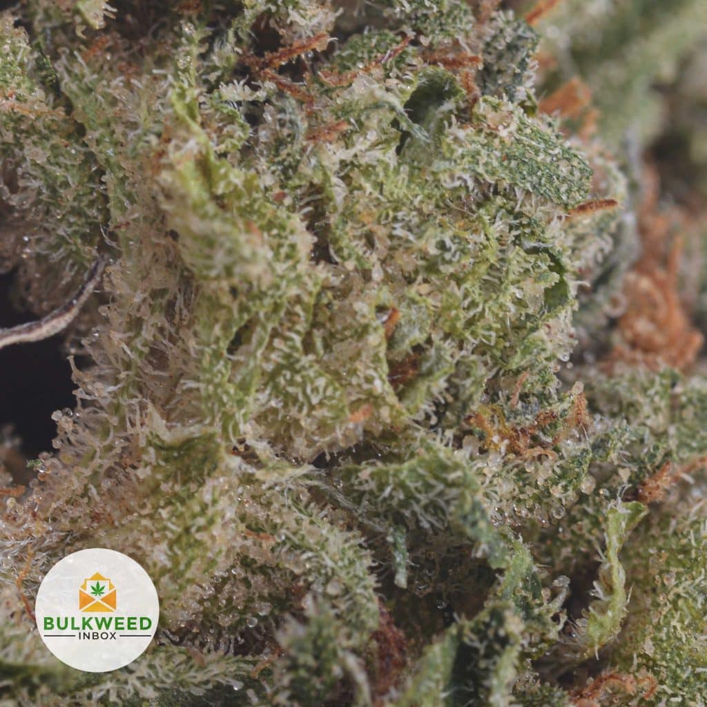 APPLE-FRITTER-2