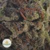 BLACK-KUSH-2