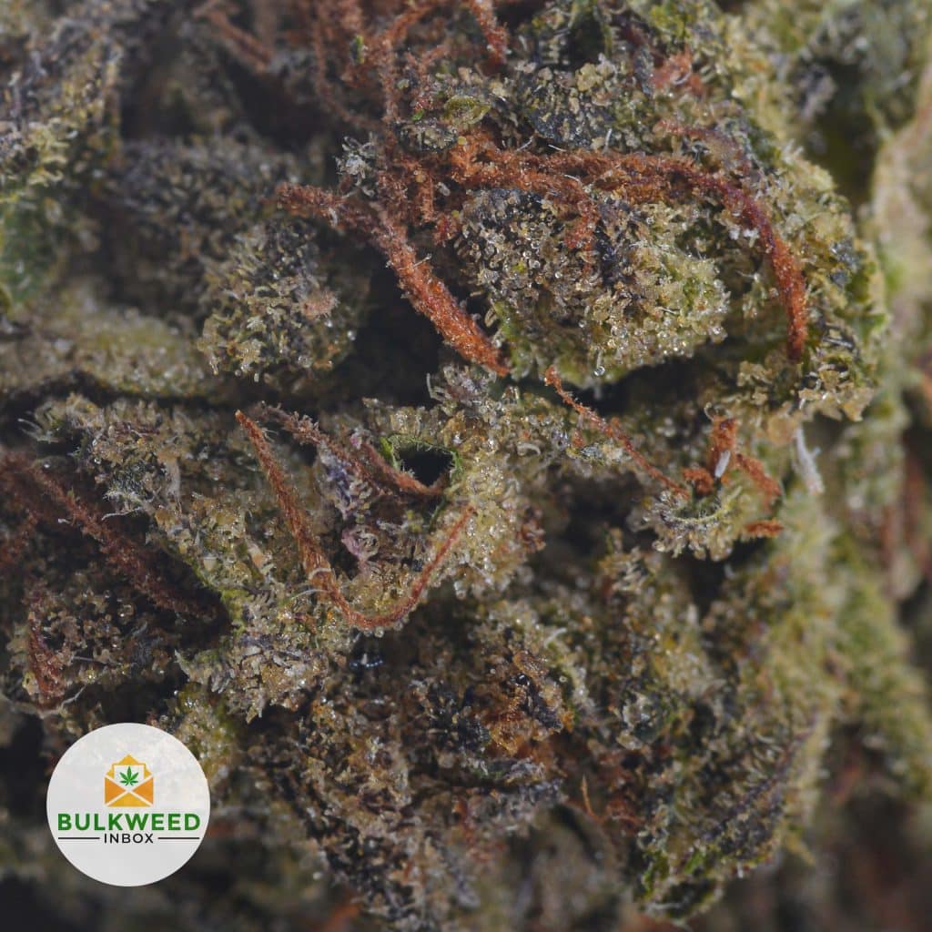BLACK-KUSH-2
