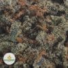 BLUE-DREAM-2