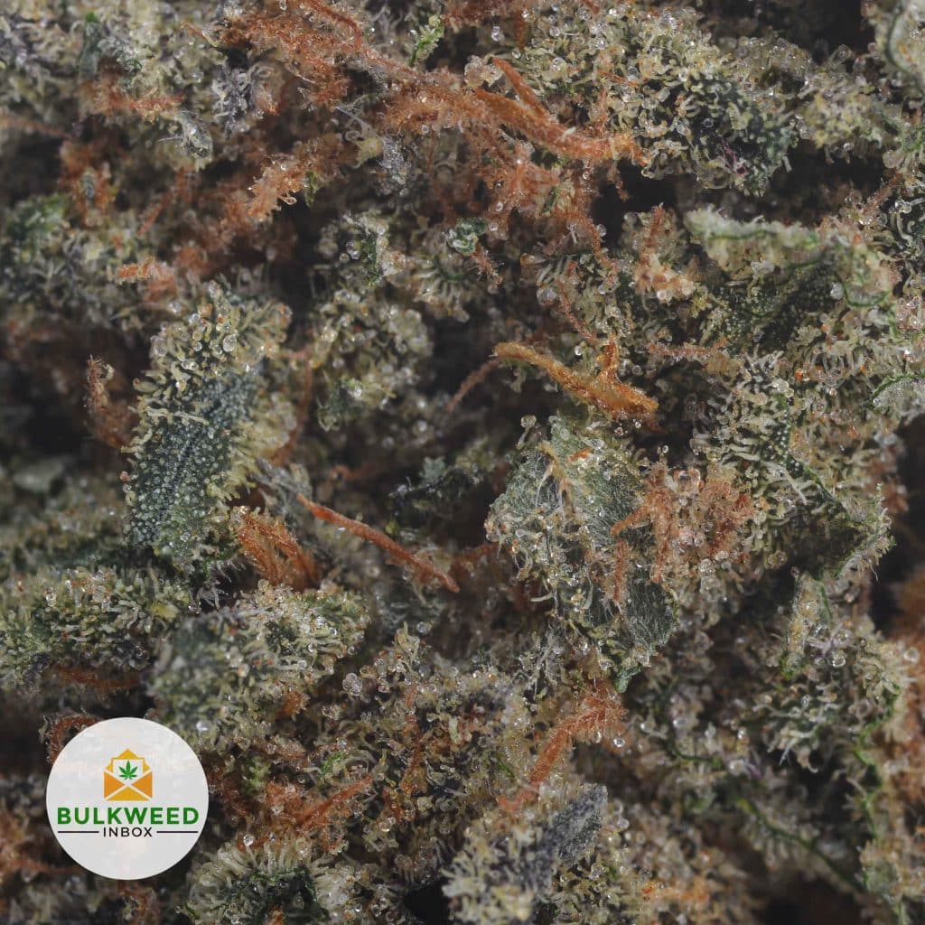 BLUE-DREAM-2