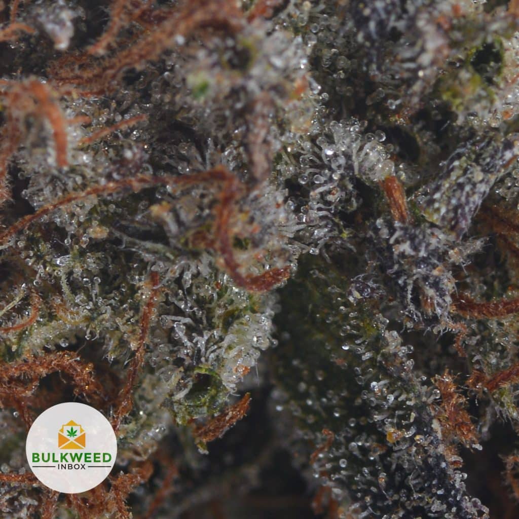 BUBBA-KUSH-2