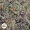 CANDYLAND-2