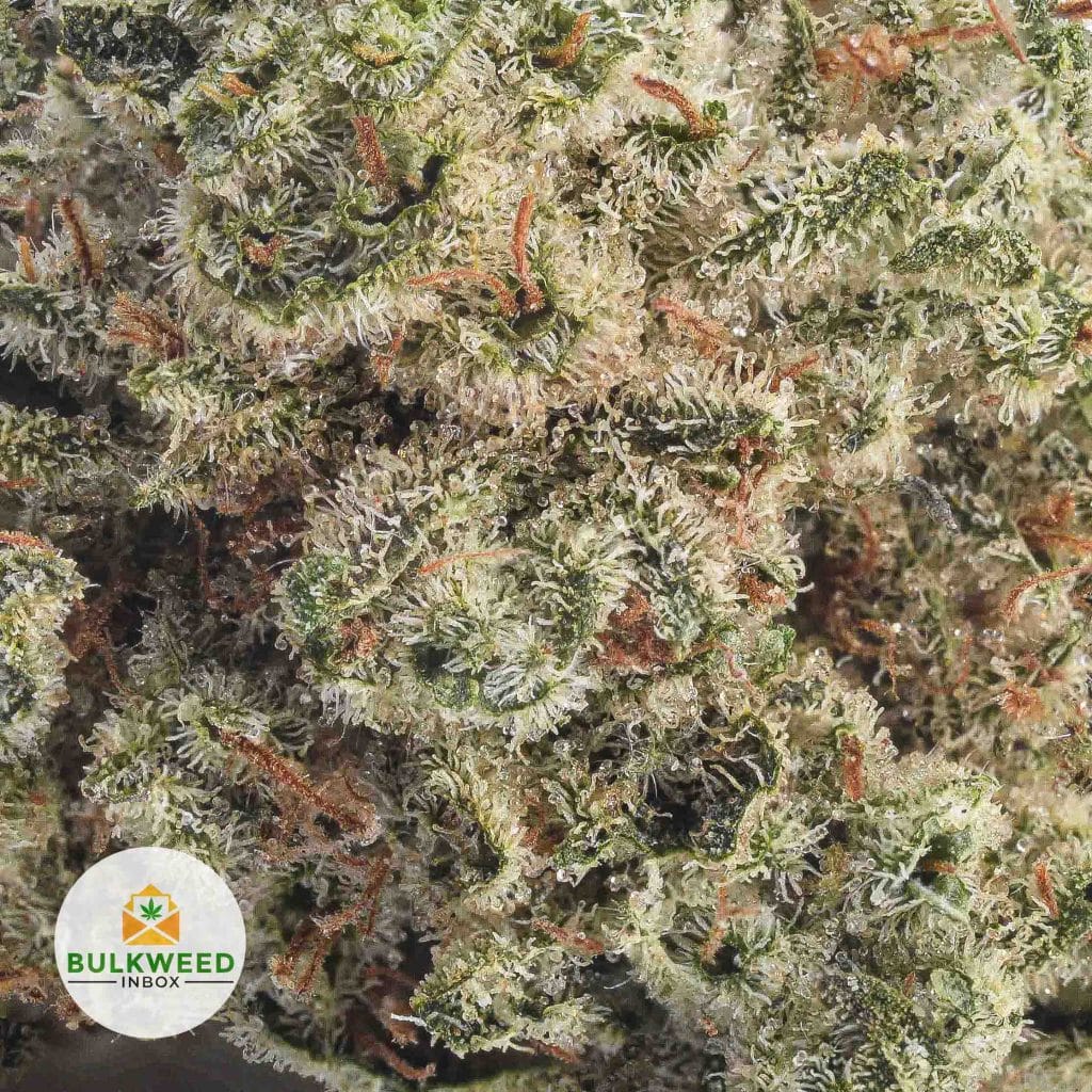 CANDYLAND-POPCORN-AAA1-2
