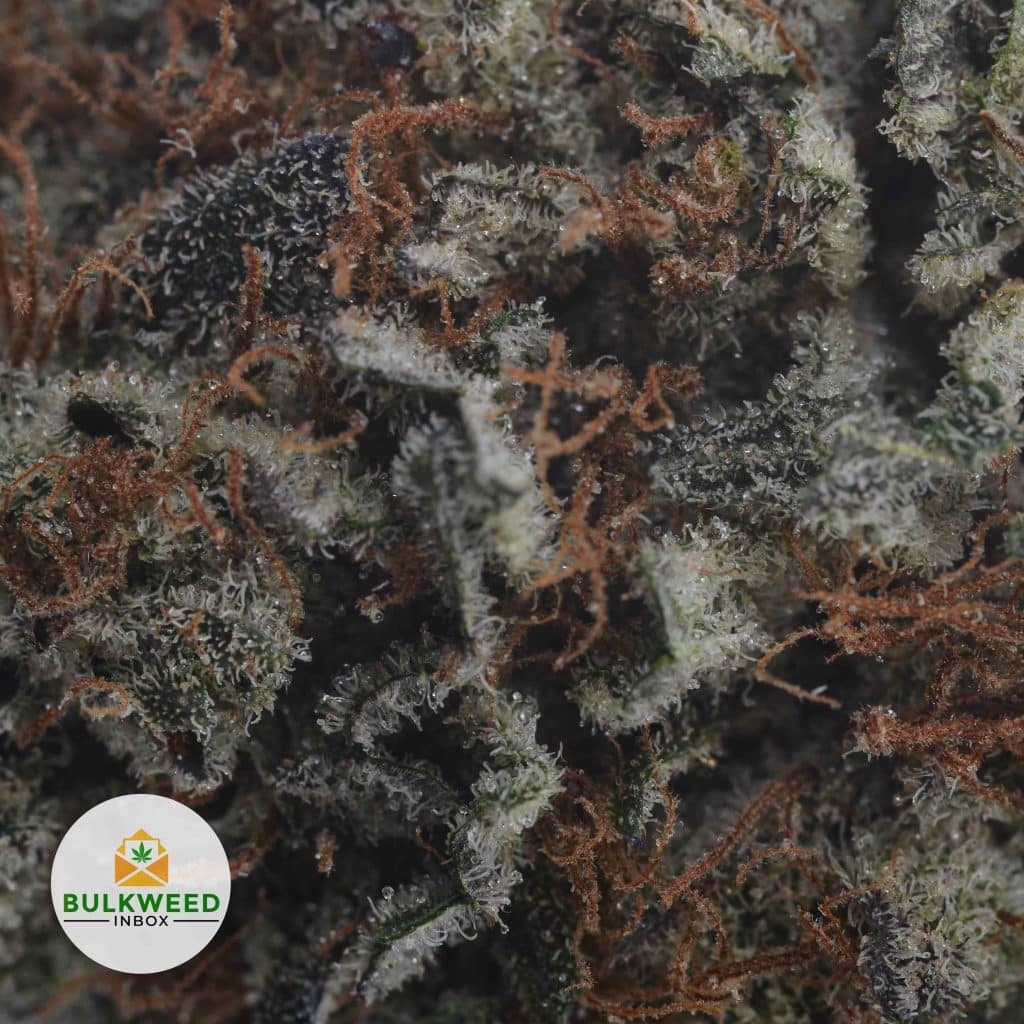 DOSI-BREATH-2