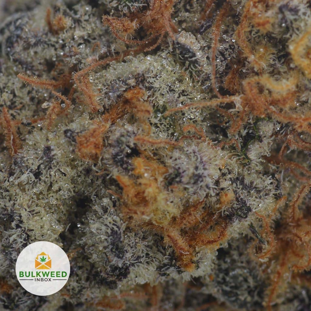 GMO-COOKIES-2