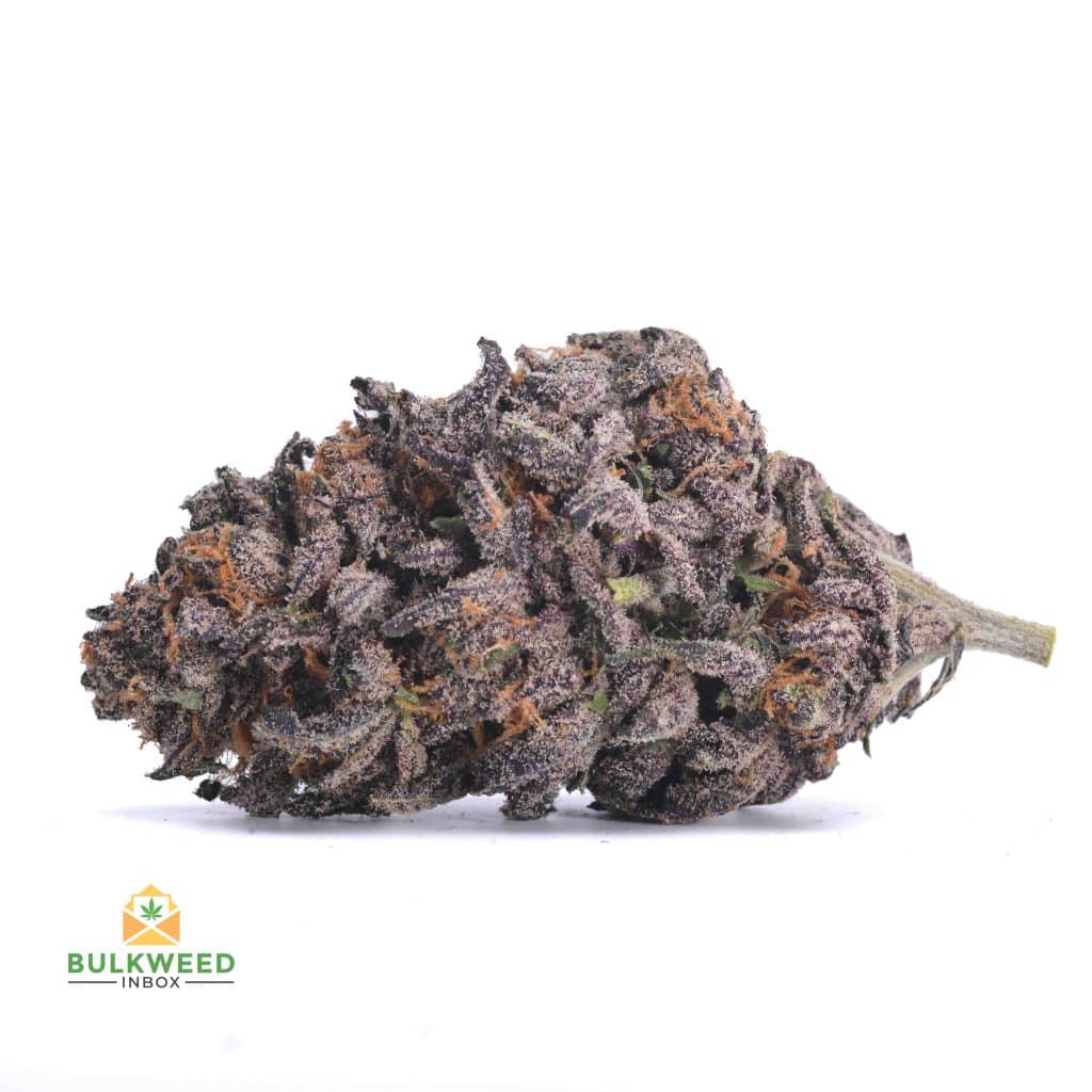 GRANDDADDY-PURPLE