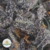 GRANDDADDY-PURPLE-2