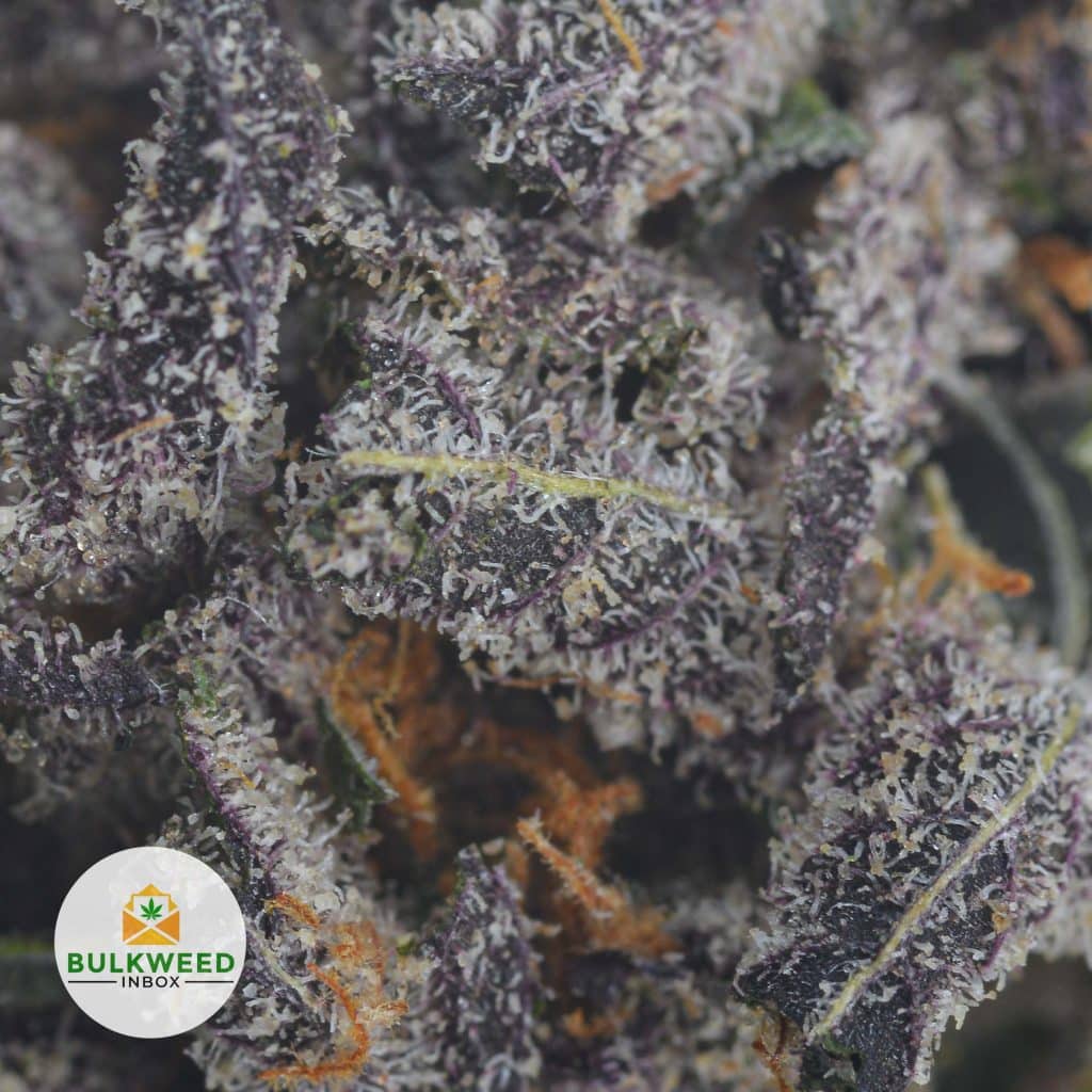 GRANDDADDY-PURPLE-2