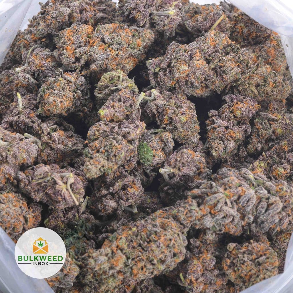 GRANDDADDY-PURPLE-3
