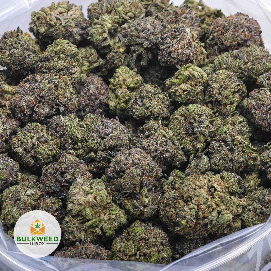 KING-LOUIS-XIII-AAA-2
