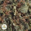 LEMON-HAZE-aa2-2
