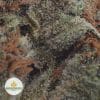 LEMON-SOUR-DIESEL-2